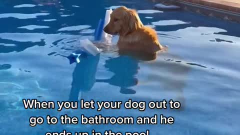 When you let your dog out to go to the bathroom and he ends up in the pool...