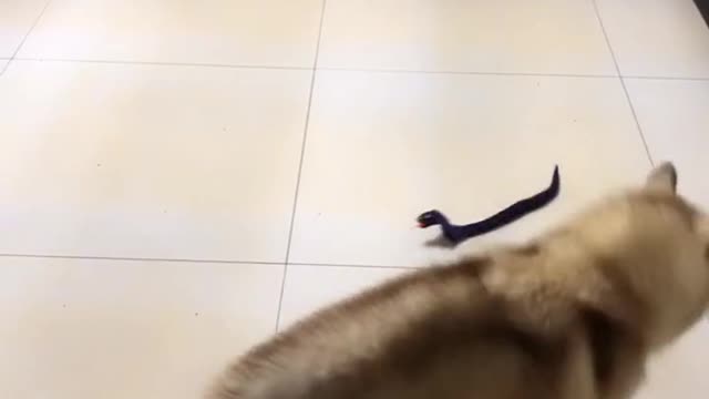 Make fun of Husky