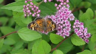 A Beautiful Butterfly Relaxing on a Plant