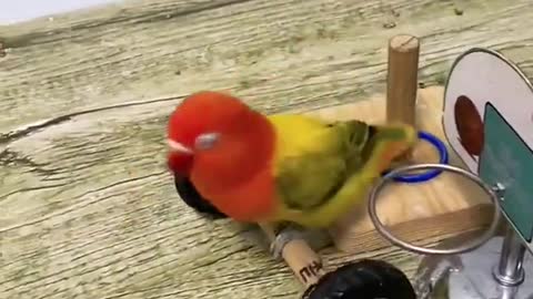 Cute Parrot training video🐦