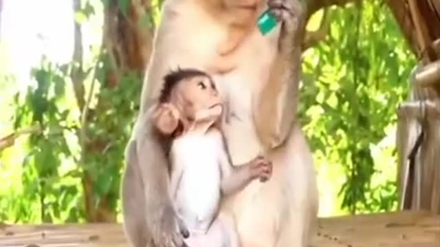 Wonderful monkey video Follow click and follow thank you!