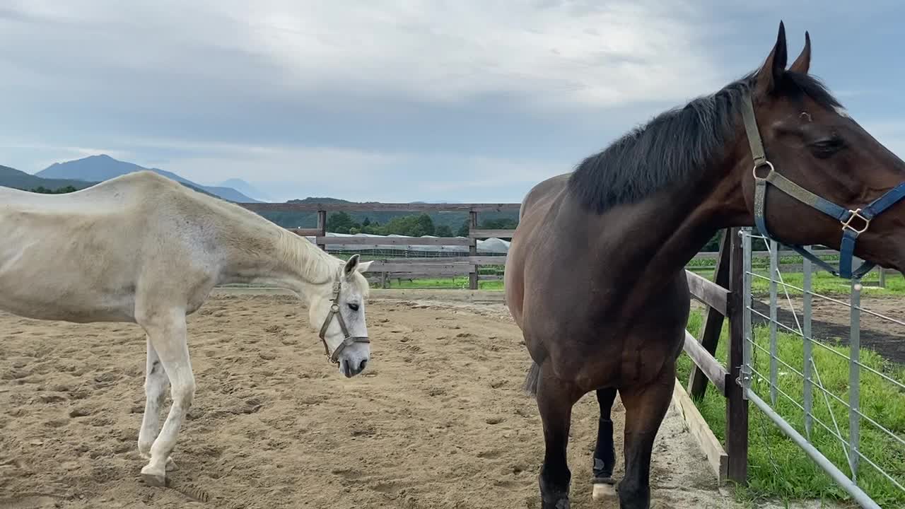 2022-7-18 Turn out - sand paddock