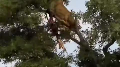 Lion & Leapord fight for meat