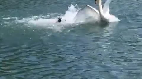 It's fast, it's furious, it's Swan versus dog
