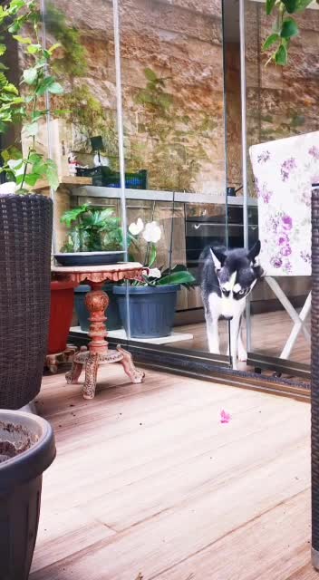 Husky Escape Artist Squeezes Through Tiny Door Opening