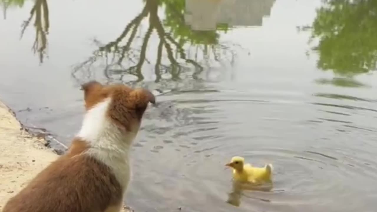 They are puppies and Ducklings