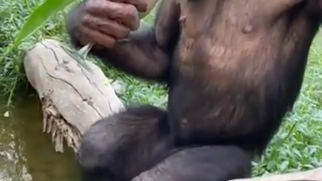 Funny monkey videos