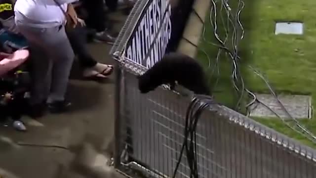 Black cat runs on field AND SCORES A GOAL