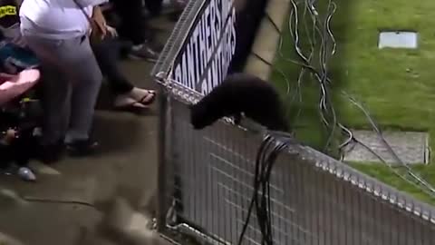 Black cat runs on field AND SCORES A GOAL