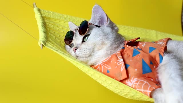 Adorable white cat in sunglasses and an shirt,