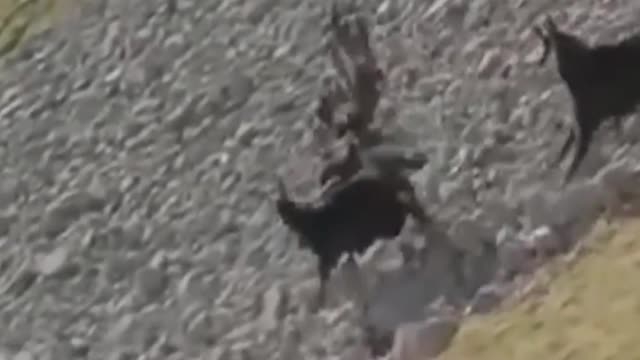 eagle attacks - eagle attacks goat -brutal