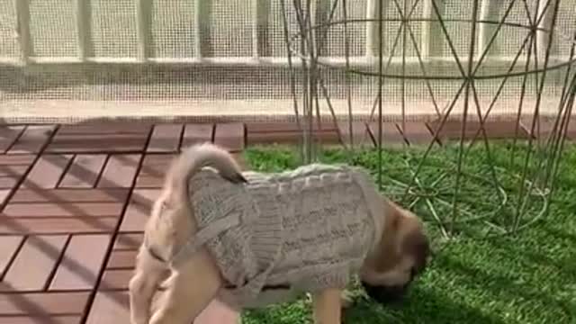 Ultimate baby dogs cute and funny dog videos