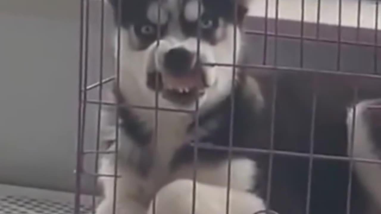 Husky enjoys being in cage