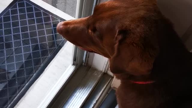 Dog crying for cat outside the Door