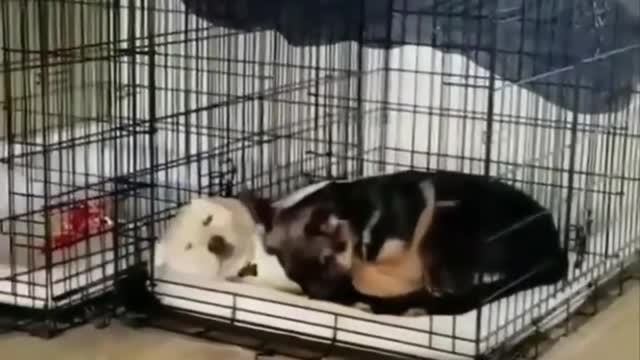 T CUTE DOGS COMPILATION #1/ CUTE BUDDY