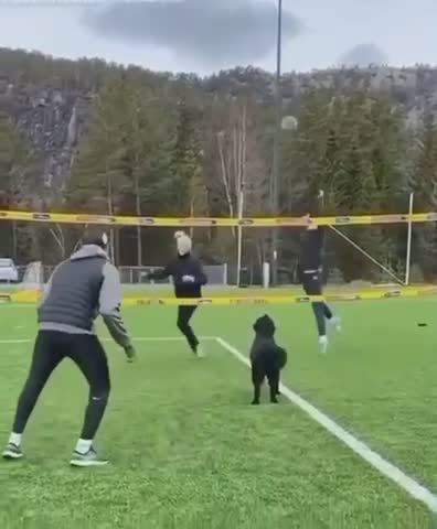 Meanwhile, Let’s Play & Relax for a While with this cute ☺️ 🐕