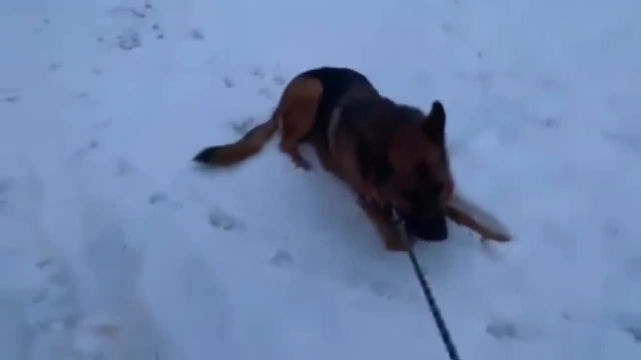 Funny and Cute German Shepherd Puppies Cutest