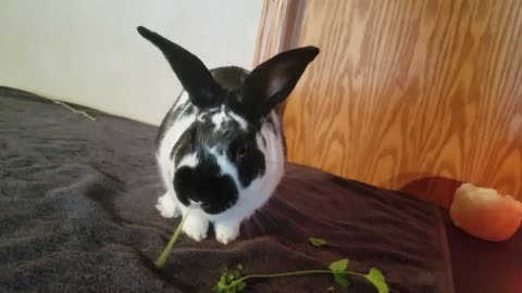 Cute bunny Crunch! Trying to eat for first time