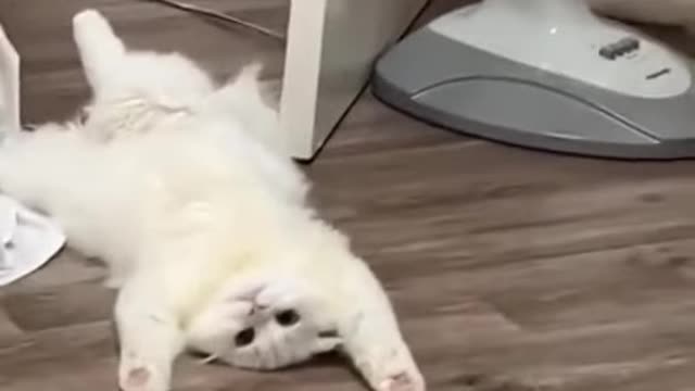 Funniest Cat Videos That Will Make You Laugh - Funny Cats and Dogs Videos