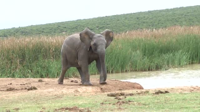 Addo national park video-(elephant lions buffalos kudu and muny other w.....