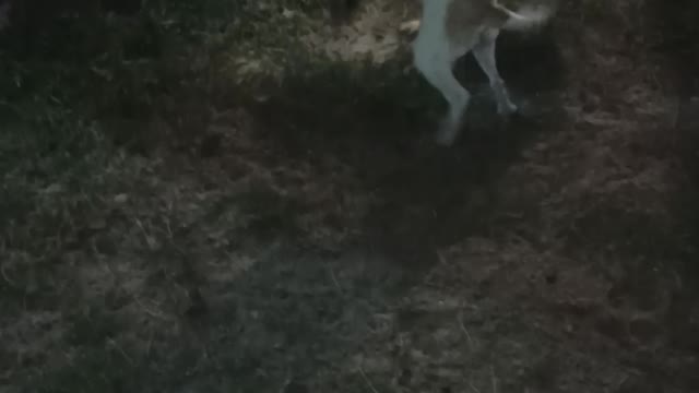 dog playing happy