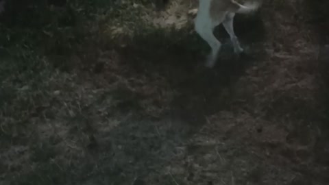 dog playing happy