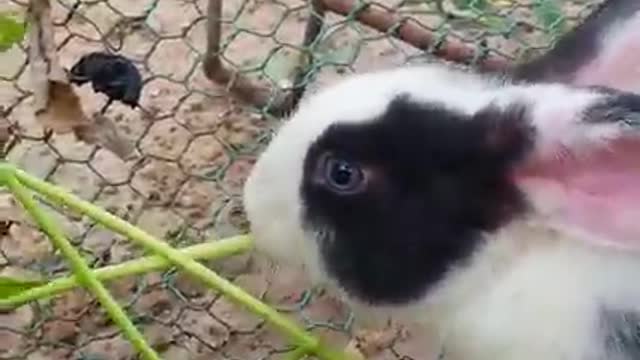 Cute Rabbits