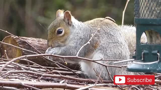 TOP FUNNY SQUIRREL VIDEO - PERPARE YOUR SELF TO LAUGH ULTRA HARD!