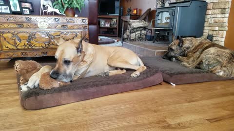 Sweet Great Dane sucks on teddy bear to fall asleep