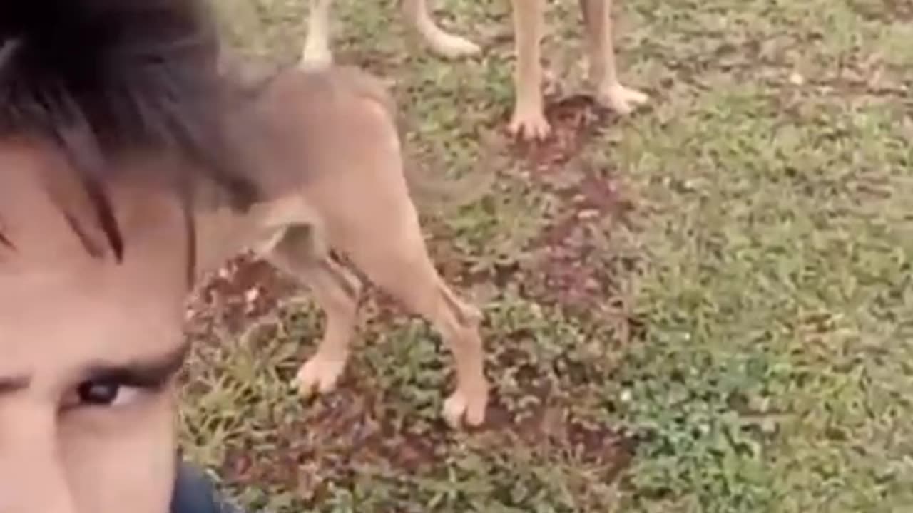 Dog funny video