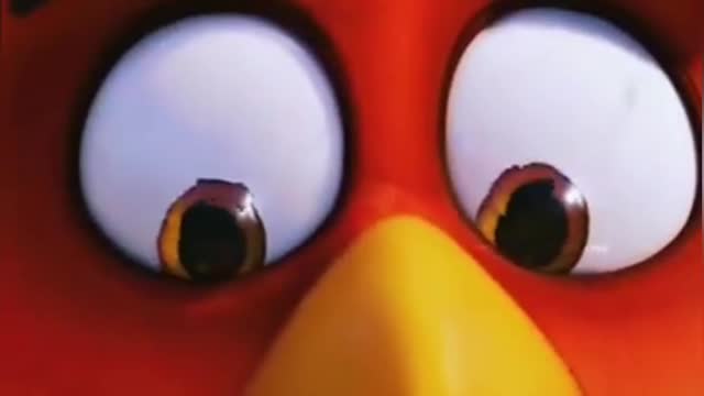 Cute Angry Bird Beautiful Video