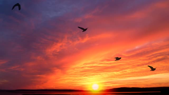 Beautiful Time Lapse Video of Birds Flying by a Sunrise