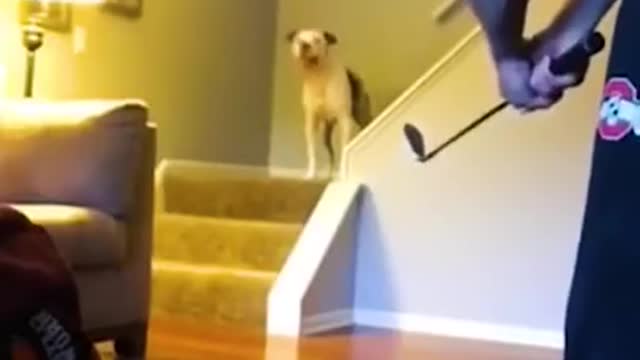 have fun with cute pets , funny animals #Shorts