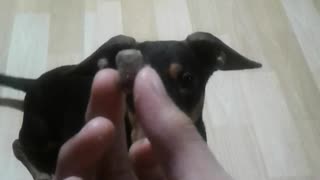 Playing fetch with dog food