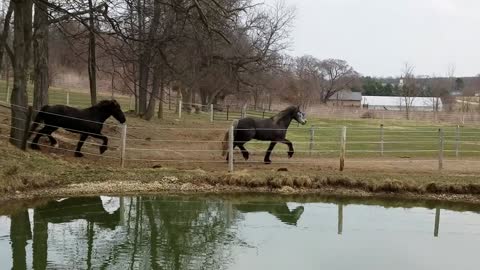 Pretty horses just trotting by