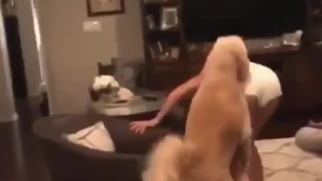 cute dog almost rapes beautiful blonde lady