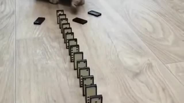 World cute cat playing