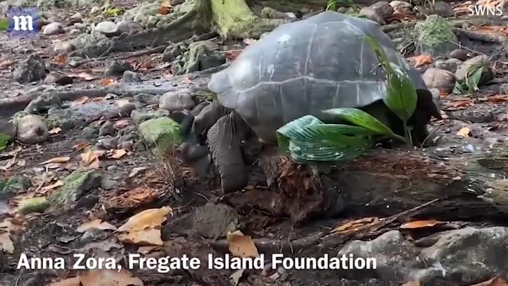 Vegetarian' giant tortoise attacks and EATS a seabird in a 'horrifying'