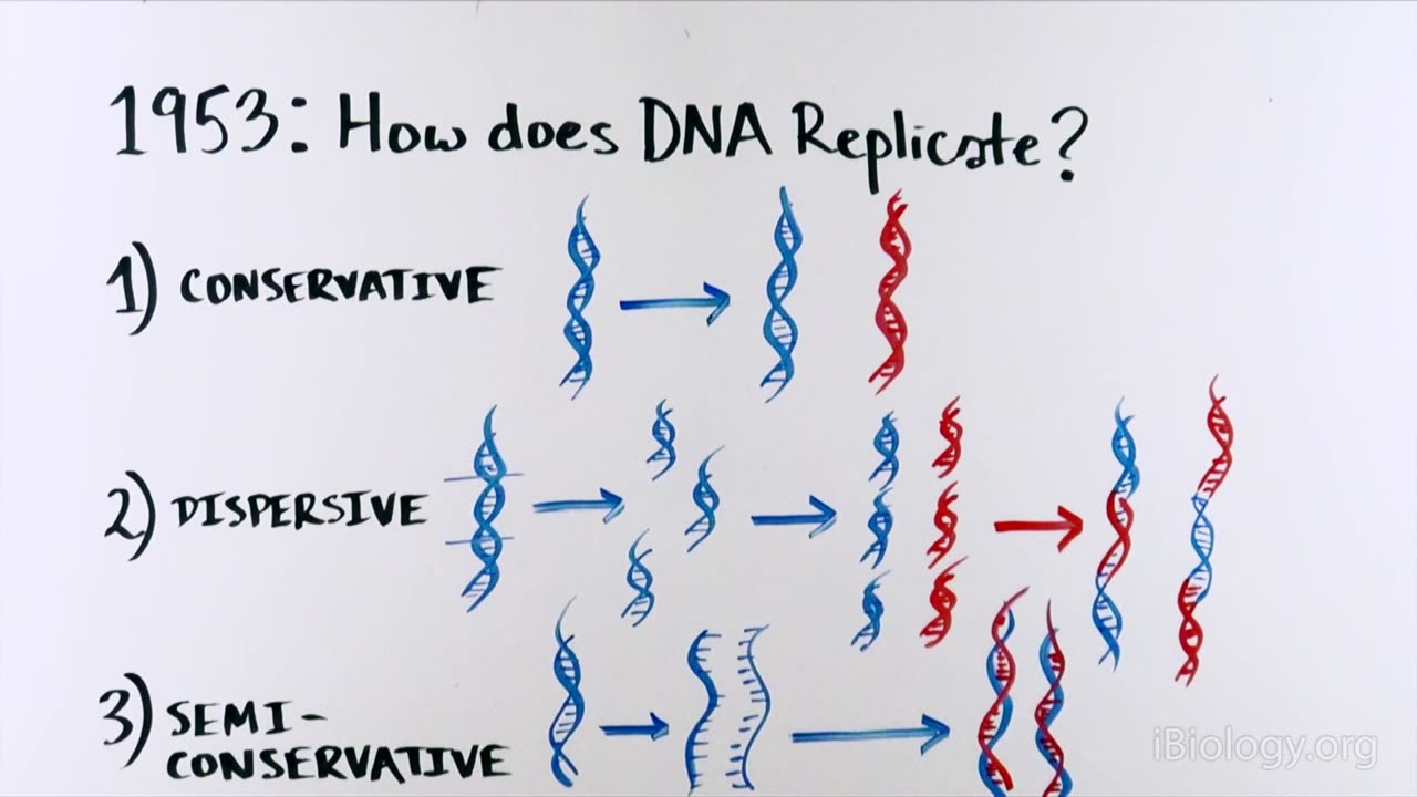 THE MOST BEAUTIFUL EXPERIMENT IN BIOLOGY Meselson & Stahl, The Semi-Conservative Replication of DNA