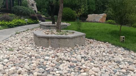 Does this tree grow in stone?