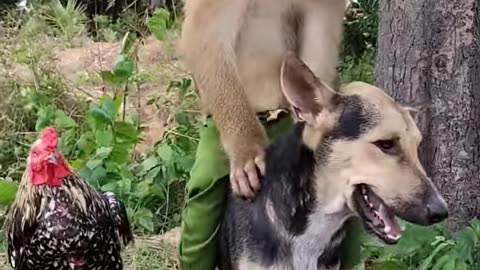 Monkey funny video