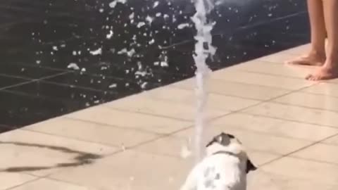 The dog probably didn't expect the current to be so strong