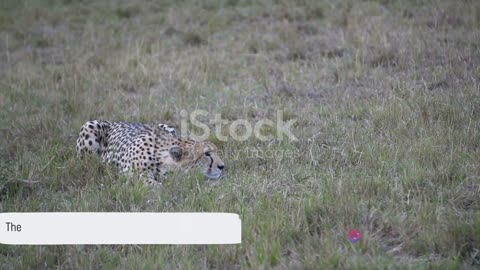 Cheetahs in Action: The Fastest Land Animals