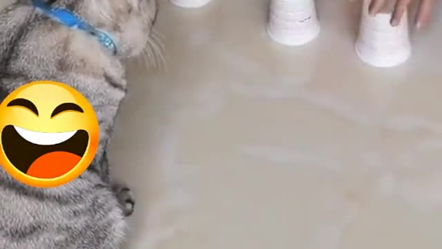 Serie vida de gato parte #1