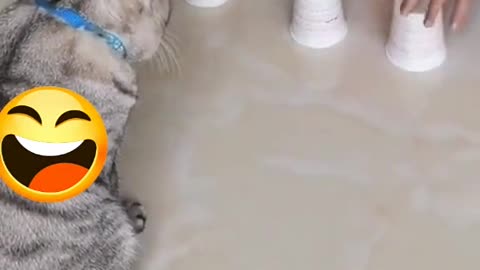 Serie vida de gato parte #1