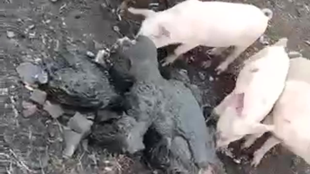 Video from the front. Anomaly reported among pigs