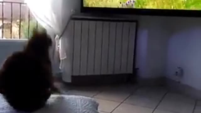 Gato se assustou com a TV