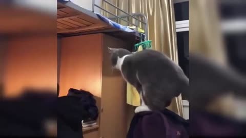 Funny Cats 😂 Unsuccessful cat blowing