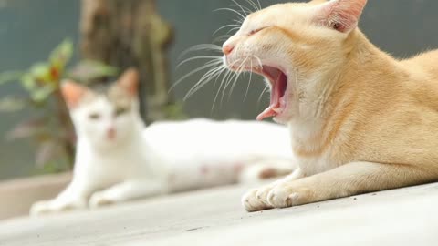 Two cats sit on the floor real time