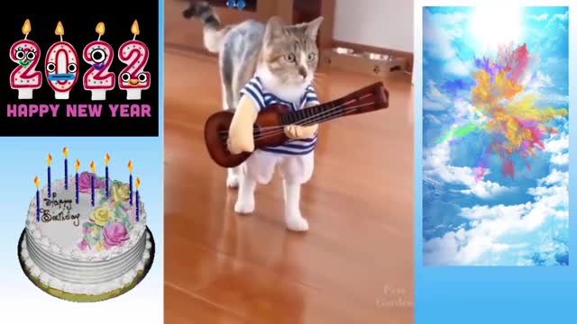 Cute cat dressed up and playing guitar 🎸